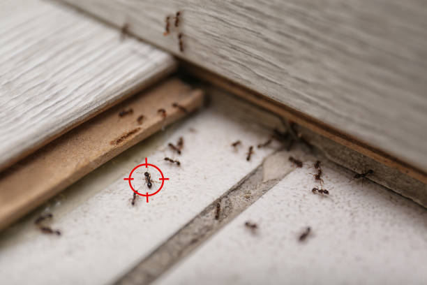 Spider Control Near Me in Vance, AL