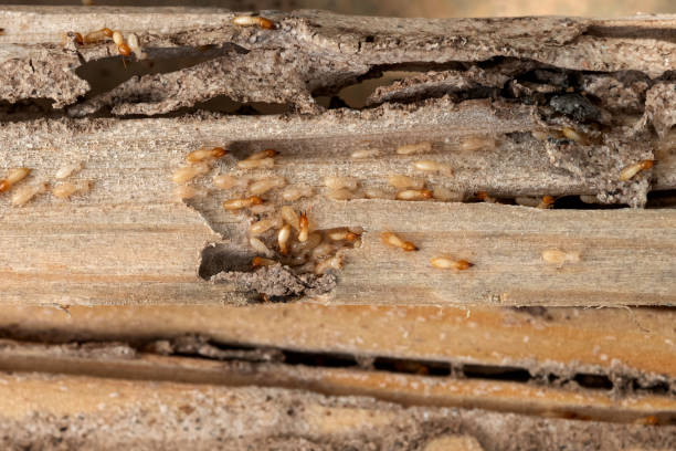 Best Exterminator Services  in Vance, AL